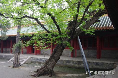 风水树有哪些_常见宅院风水树有哪些,第18张 风水树有哪些_常见宅院风水树有哪些,第18张